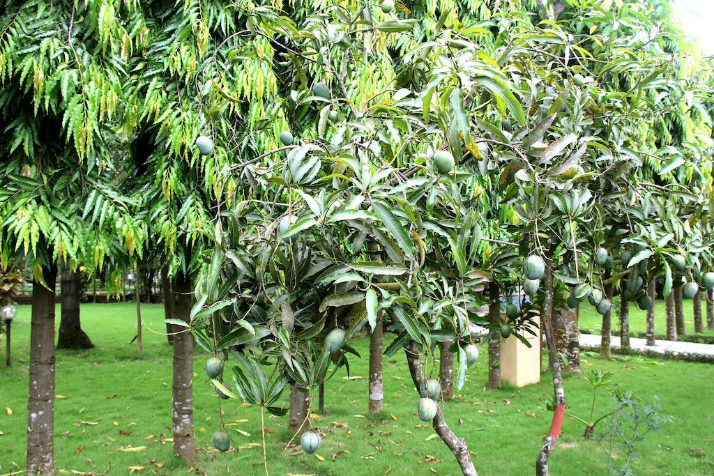 Jungle Safari Resort Sauraha Exterior photo