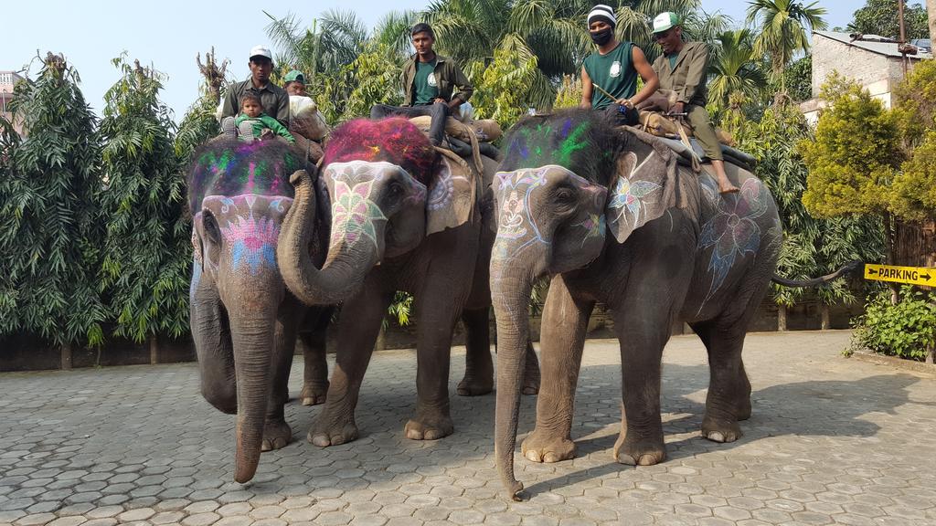Jungle Safari Resort Sauraha Exterior photo