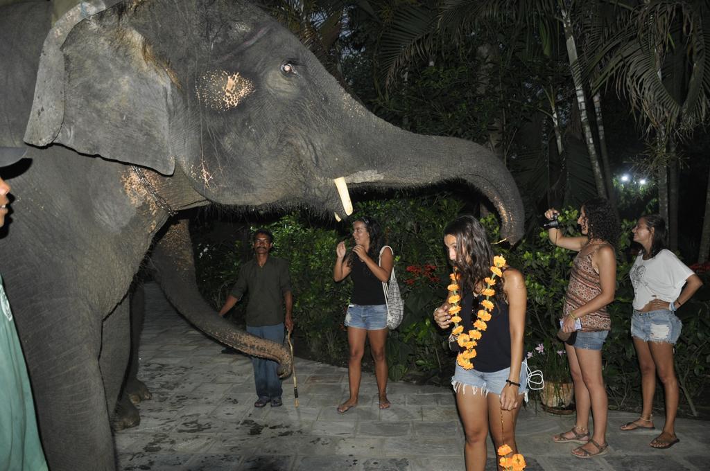 Jungle Safari Resort Sauraha Exterior photo